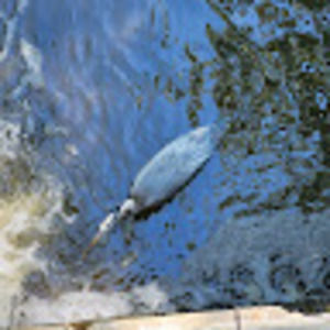 Meet your Posher, Nick